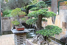 盆景,樹,日本