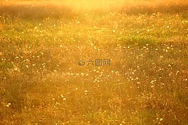 草地,太陽,蜘蛛網(wǎng)
