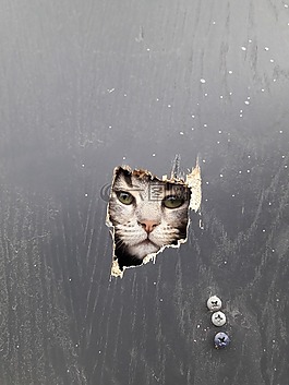肖像,單,沒有一個人