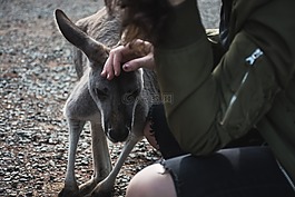 動物,袋鼠,動物園