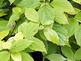 葉子,綠色,黃色