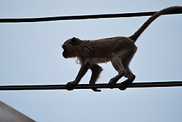 猴子,äffchen,猿