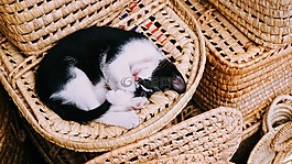 貓,小貓,睡眠