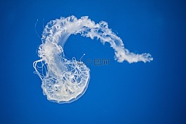 海蜇,水,動(dòng)物
