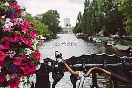 花,盛開,花瓣