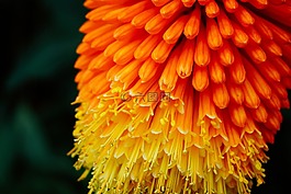 黃色,橙色,花