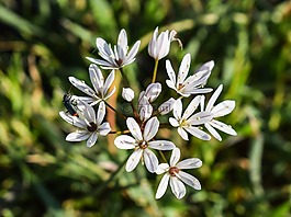 野花,花序,白