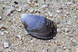 外殼,海灘,海