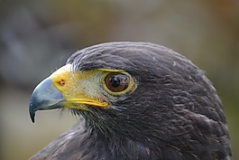 捕食鳥,鳥,動物園