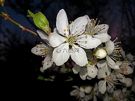 科,蘋果花,白