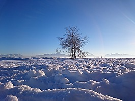 冬天,樹,雪