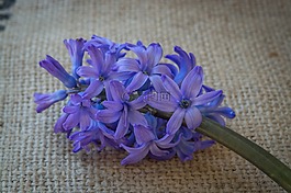 風(fēng)信子,花,藍(lán)色