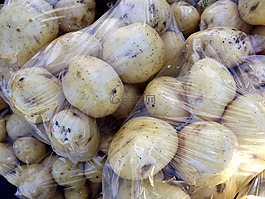 土豆,園藝,食品
