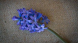 風(fēng)信子,花,藍(lán)色