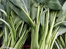 根,生菜,蔬菜