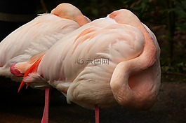 弗拉明戈,動物園,鳥