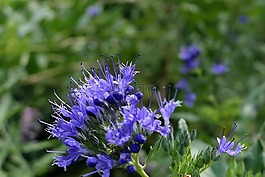 开花,蓝色,蓝色的花
