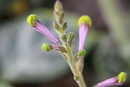 廠,紫,開花