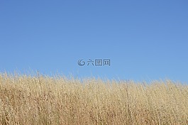 天空,藍色,草
