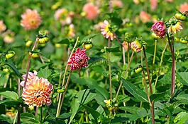 大麗花,開花,紅色大麗花