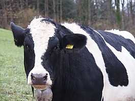 牛,牛肉,牲畜
