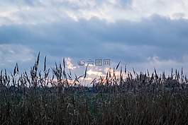 太陽,天空,蘆葦
