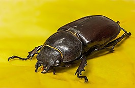 甲虫,lucane风筝,女性