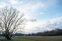 太陽(yáng),天空,藍(lán)樹(shù)