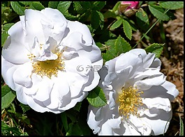 玫瑰,野玫瑰,罗莎 corymbifera