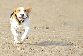 寵物,動物,小狗