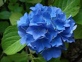 八仙花,藍(lán)色,廠