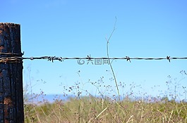 绿色,草,铁丝网