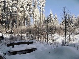 冬天,雪,黑色的森林