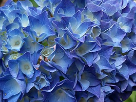 八仙花,紫,廠