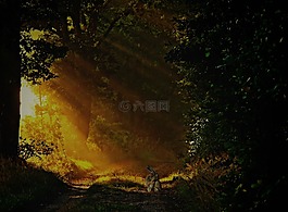 森林路徑,野兔,動(dòng)物