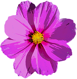 開花,花,性質(zhì)