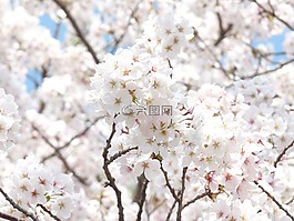 春天,櫻花盛開,鮮花