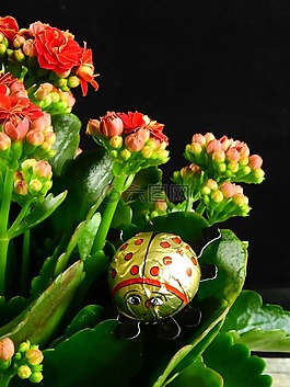 鮮花,開花,性質(zhì)