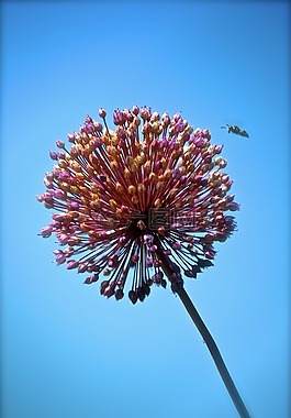 花,蜜蜂,天空