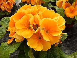 報(bào)春花,開(kāi)花,春天