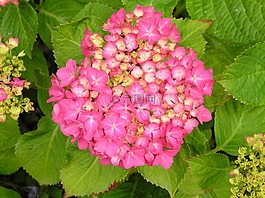 花卉,繡球花,工作表