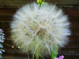 核心保存花,花卉种子,羚羊花卉种子