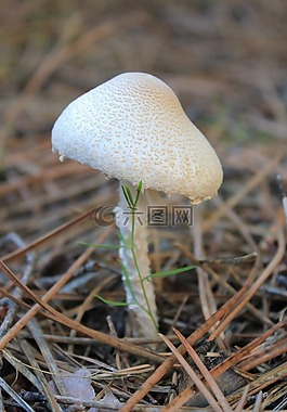 蘑菇,真菌