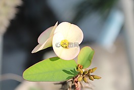 自然,花,植物區(qū)系