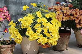 花,自然,植物區(qū)系
