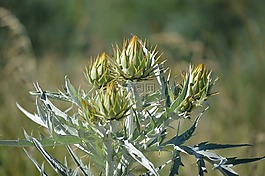 薊,野花,野生植物