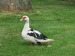 鴨,鳥,飛