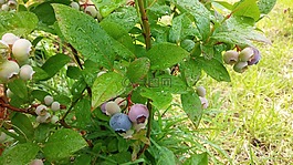 藍莓,木材,大自然