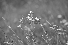花,特寫,黑色和白色