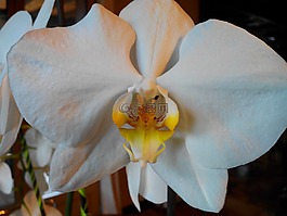 花,蘭花,白